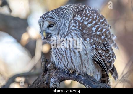 (Ottawa, Kanada--16. November 2024) Barriquefeulle thront in den Wäldern des Fletcher Wildlife Garden. Foto Copyright 2024 Sean Burges / Mundo Sport Imag Stockfoto