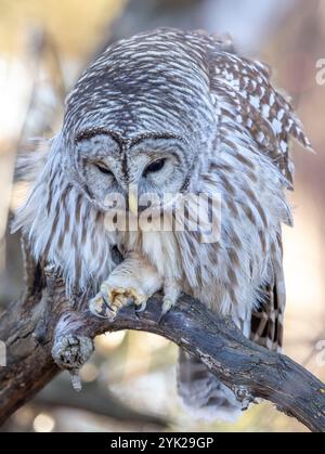 (Ottawa, Kanada--16. November 2024) Barriquefeulle thront in den Wäldern des Fletcher Wildlife Garden. Foto Copyright 2024 Sean Burges / Mundo Sport Imag Stockfoto