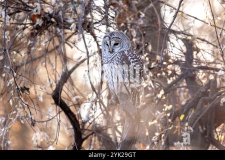 (Ottawa, Kanada--16. November 2024) Barriquefeulle thront in den Wäldern des Fletcher Wildlife Garden. Foto Copyright 2024 Sean Burges / Mundo Sport Imag Stockfoto