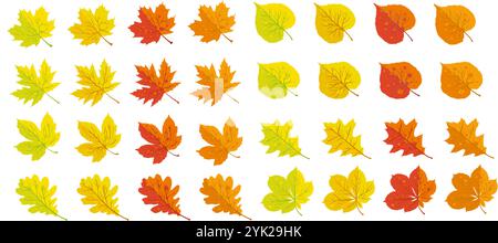 Herbstblätter aus Kastanien, Linde, Eiche und Ahorn Stock Vektor