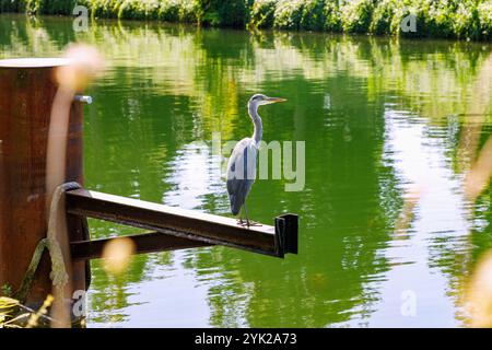 Graureiher (Ardea cinerea) am Canal de la Marne au Rhin (Rhein-Marne-Kanal) in Straßburg im Departement Unterrhein in der Region Grand Est von Al Stockfoto