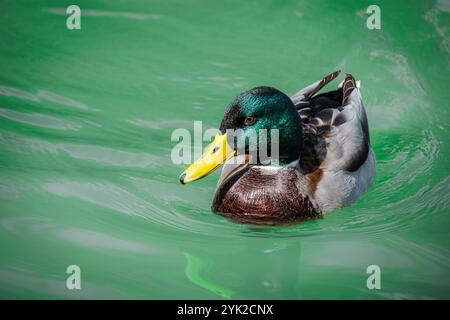 Stockenten schwimmen im grünen Wasser Stockfoto