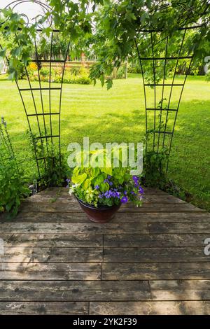 Gemischte Pflanzen einschließlich Solenostemon - Coleus, Ageratum houstonianum "Aloha Blue" - Floss Flower, weiße und violette Petunien in Keramikbehältern. Stockfoto