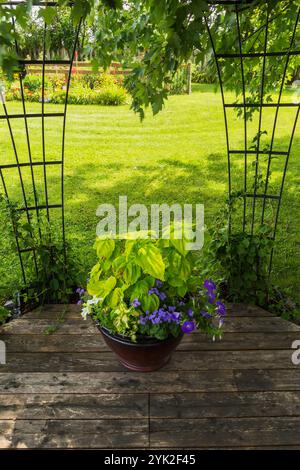 Gemischte Pflanzen einschließlich Solenostemon - Coleus, Ageratum houstonianum "Aloha Blue" - Floss Flower, weiße und violette Petunien in Keramikbehältern. Stockfoto