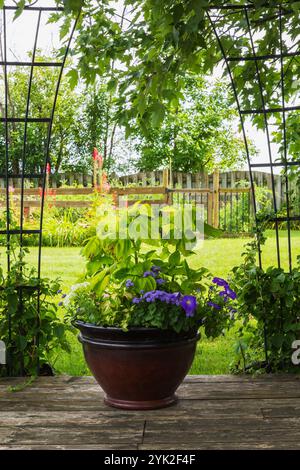 Gemischte Pflanzen einschließlich Solenostemon - Coleus, Ageratum houstonianum "Aloha Blue" - Floss Flower, weiße und violette Petunien in Keramikbehältern. Stockfoto