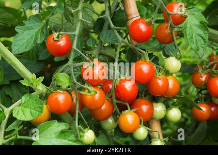 Nahaufnahme von Solanum lycopersicum - Kirschtomaten-Obstpflanzen, die im Sommer im Gemüsegarten wachsen. Stockfoto