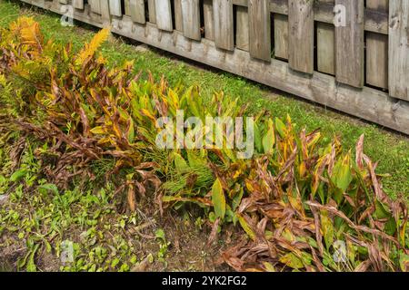 Nahaufnahme von gemischten Pflanzen einschließlich Pteridophyta - Farn und Hosta mit getrockneten und braunen verwelkten Blättern aufgrund mangelnder Bewässerung und Insektenschäden. Stockfoto