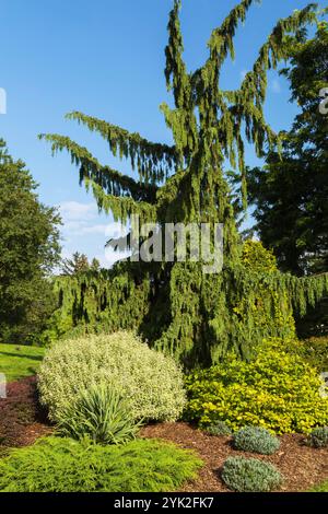 Chamaecyparis nootkatensis 'pendula' - falsche Zypresse, Euonymus - Spindel treei, Juniperus - Wacholder in gemischter brauner Mulchkante im Sommer. Stockfoto