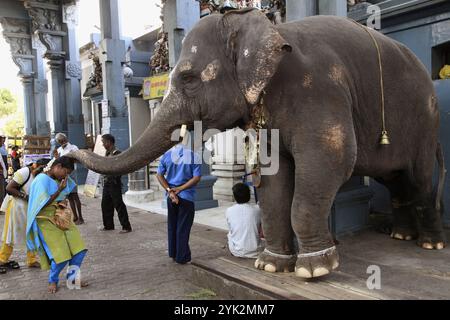 Indien, Puducherry, Pondicherry, Tempelelelefant segnen hinduistische Gläubige Stockfoto