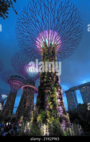 Singapur, Gärten an der Bucht, Supertree Grove,. Stockfoto
