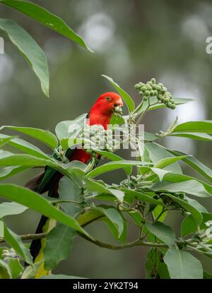 Die australischen King-Papageien (Alisterus scapularis) sind eine im Osten Australiens endemische Papageienart, die in Regenwäldern auf Nahrungssuche vorkommt. Stockfoto