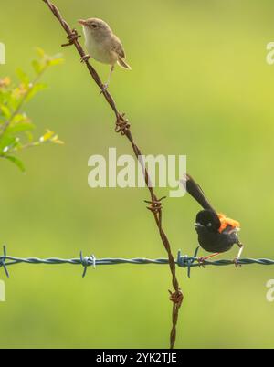 Rote Feenwren (Malurus melanocephalus) männliche und weibliche Vögel während der Brutsaison in Queensland, Australien. Grüner Hintergrund der Hochformatszene. Stockfoto