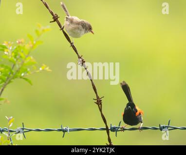 Rote Feenwren (Malurus melanocephalus) männliche und weibliche Vögel während der Brutsaison in Queensland, Australien. Naturlandschaftsszene. Stockfoto