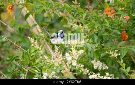 Wunderbarer Feenwren (Malurus cyaneus) ein kleiner Vogel mit einem langen Schwanz, der mit Hahn gehalten wird. Sein Schwanz ist normalerweise blau. Stockfoto