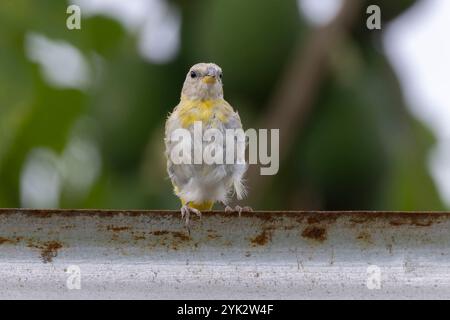 Wunderschöner Safranfinke (Sicalis flaveola), der auf einem Metalltor sitzt Stockfoto