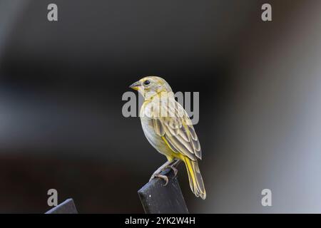 Wunderschöner Safranfinke (Sicalis flaveola), der auf einem Metalltor sitzt Stockfoto