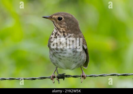 Nahaufnahme einer wandernden Swainson-Soor (Catharus ustulatus), die auf einer Stacheldrahtzaun-Linie thront. Stockfoto