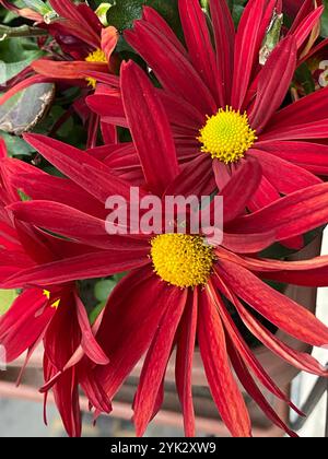 Chrysanthemen-Blüten mit tiefroten Blüten und hellgelben Mittelpunkten, umgeben von üppig grünem Laub. Perfekt für florale Hintergründe und Herbstmotive Stockfoto