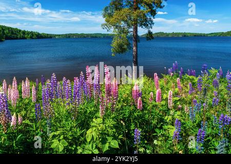 fluss, See, Lupinen, Blumen, Wildblumen, Wald, Baum, Sonnenuntergang, Schweden, Europa Stockfoto