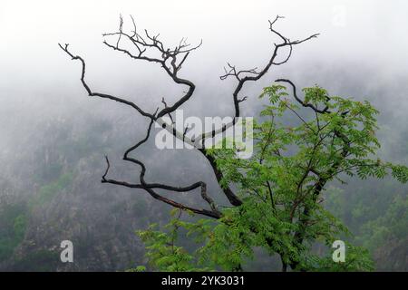 Wald, Tal, Schlucht, Bodetal, Berge, Thale, Harz, Sachsen-Anhalt, Deutschland, Europa Stockfoto