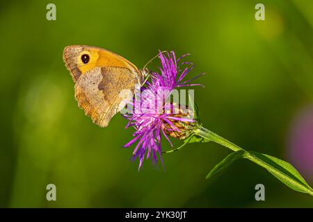 Schmetterling, großes Ochsenauge auf einer Speerdistel, Bayern, Deutschland Stockfoto