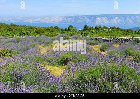 Lavendelfeld in der Gegend um Velo Grablje, Insel Hvar, Kroatien, Südosteuropa Stockfoto