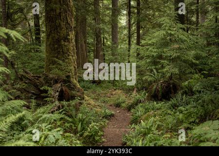 Trail Curves rund um den Mossy Tree Trunk und den Fern Covered Forest Floor im Mount Rainier National Park Stockfoto