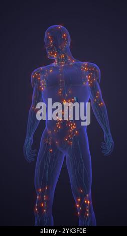 Humanes Lymphsystem der Gefässe und Knoten Stockfoto
