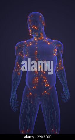 Humanes Lymphsystem der Gefässe und Knoten Stockfoto