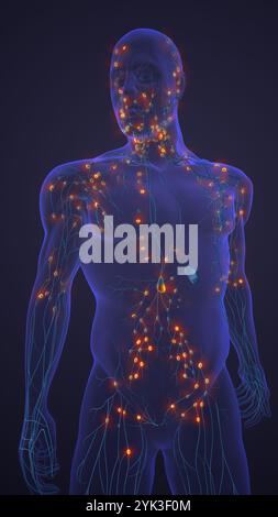 Humanes Lymphsystem der Gefässe und Knoten Stockfoto
