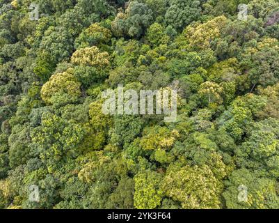 Tropische Wälder können große Mengen an Kohlendioxid aus der Atmosphäre aufnehmen. Stockfoto