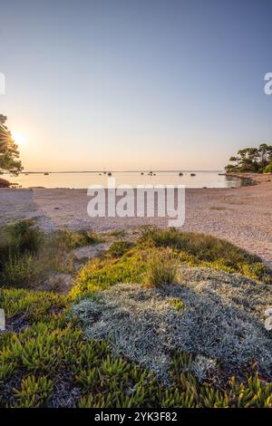 Insel Vir, vom Meer geschossene Landschaft mit Kiefernwald an der Küste. Sonnenaufgang in der Nähe von Zadar, Dalmatien, Kroatien, Adria Stockfoto