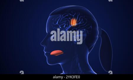 Gustatorisches neuronales Netzwerk zur Geschmackserkennung Stockfoto