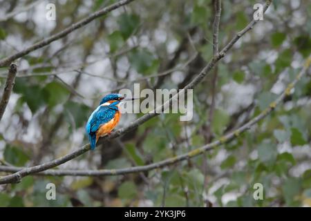 Eisvogel auf einem grünen Tablett am Wasser, Alcedo atmet das Stockfoto