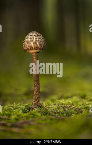 Sonnenschirmpilz im Herbstwald, Bayern, Deutschland Stockfoto