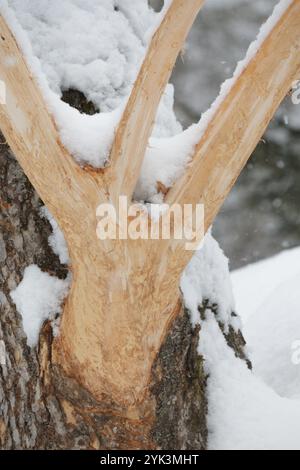 Baumzweig entrindet und durch Wildhirsche beschädigt Stockfoto