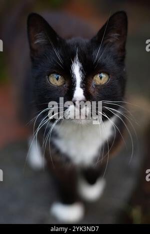 Schwarze Katze, weiße Barthaare, Nahaufnahme, Deutschland Stockfoto