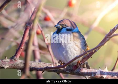 Männlicher Baumsperling auf Hunderose (Passer montanus) Stockfoto