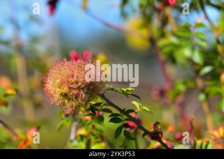 Rose Bedeguar Gall oder Robin's Pin Cushion Stockfoto