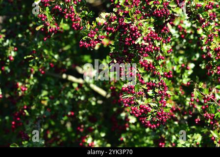 Weißdorn oder Crataegus monogyn Stockfoto