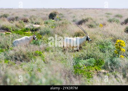 Arabische Oryx (Oryx leucoryx) wurde im Shaumeri Wildlife Reserve in Jordanien, im Nahen Osten, in der südlichen Levante, Westasien, wiedereingeführt Stockfoto