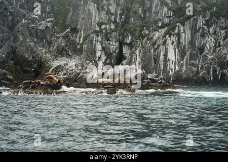 Seehunde ruhen auf Rocky Shores unter den umhüllenden Misty Mountains Stockfoto