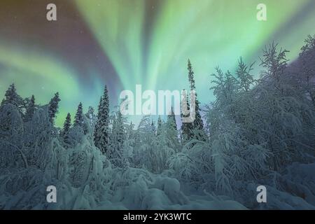 Verschneite Wälder mit schneebedeckten Bäumen. Der Himmel ist voller Auroras, die eine schöne und ruhige Atmosphäre schaffen. Vorstellung von Staunen und Ehrfurcht Stockfoto