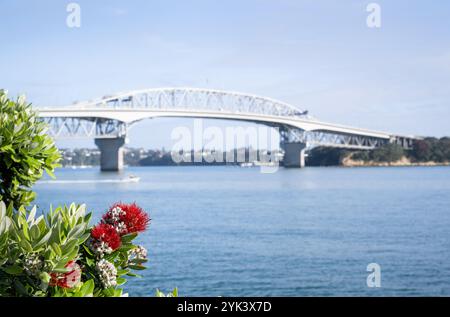 Pohutukawa-Bäume in voller Blüte. Die Auckland Harbour Bridge liegt in der Ferne. Neuseeländischer Weihnachtsbaum. Stockfoto