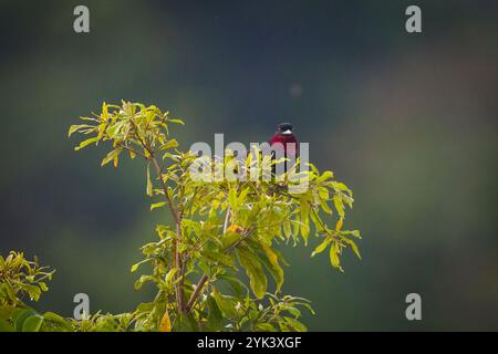 Purple-throated Fruitcrow, Querula purpurata, im Regenwald des Nationalparks Soberania, Provinz Colon, Republik Panama, Zentralamerika. Stockfoto