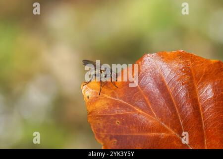 Nahaufnahme Wurzelmadenfliege auf einem Laubbuchenblatt. Familie Wurzelmadenfliegen (Anthomyiidae). Vielleicht Botanophila. Herbst, Oktober, Niederlande Stockfoto