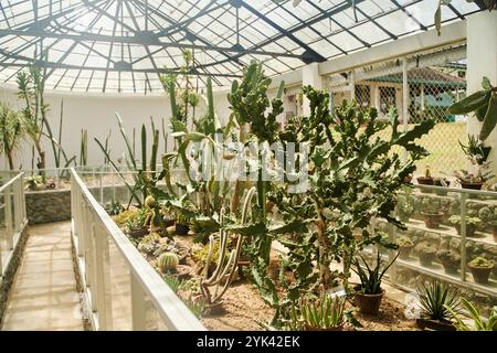 Gewächshaus mit verschiedenen Kaktusarten und tropischen Pflanzen mit Glasdach im Royal Botanical Garden Peradeniya in Kandy, Sri Lanka Stockfoto