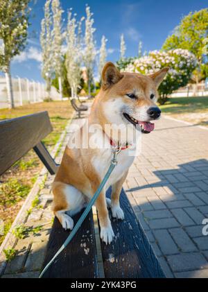 Porträt eines Shiba Inu Hundes, der an einem sonnigen Sommertag auf einer Bank im Park sitzt. Stockfoto