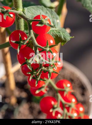 Kirschtomaten gruppieren sich auf der Tomatenpflanze aus nächster Nähe. Vertikale Aufnahme. Stockfoto