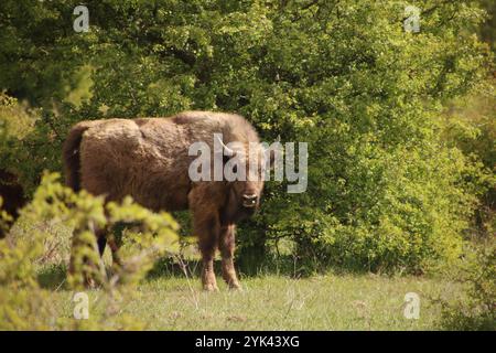 Ein Bison in freier Wildbahn folgt seiner Umgebung. Der Rest der Herde steht in der Nähe Stockfoto